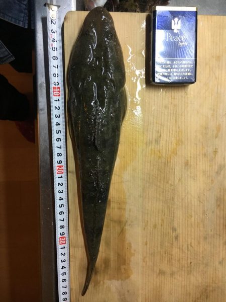 ジグヘッド+アオイソメでマゴチ